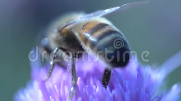 从一只缓慢飞行的蜜蜂的极度靠近视频的预览图