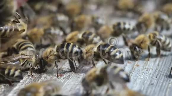 成群结队的蜜蜂形成新的蜂群家族蜜蜂能在某一点上飞行的蜜蜂从蜂巢中飞出他们要去视频的预览图