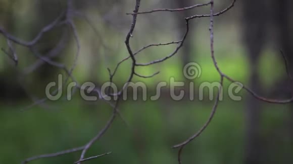 白色背景的绿叶和枝条视频的预览图
