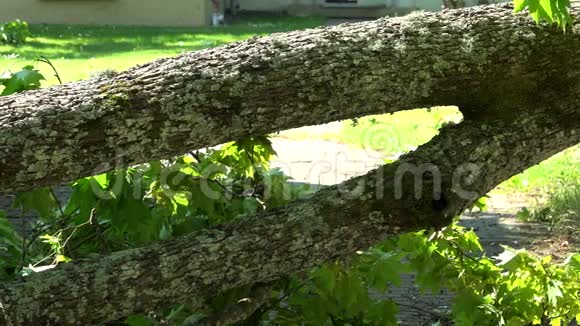 夏天暴风雨过后树枝落在篱笆上和房子的入口处视频的预览图