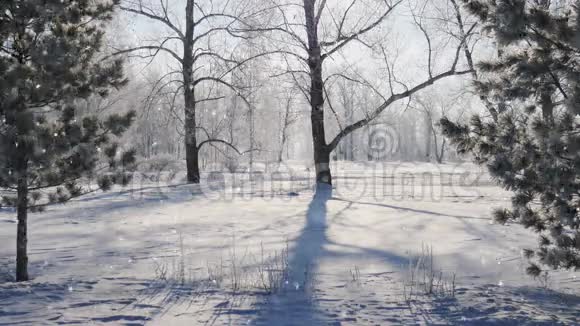 冬天的公园里积雪覆盖着树木无缝环视频的预览图
