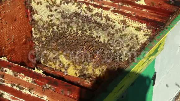 蜂房里有蜜蜂的蜜蜂视频的预览图