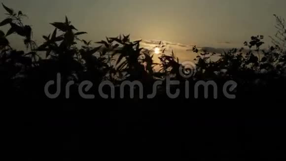 日落时的荨麻轮廓视频的预览图