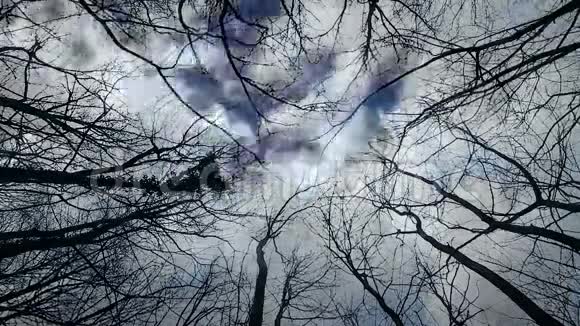 在树上快速移动的云视频的预览图