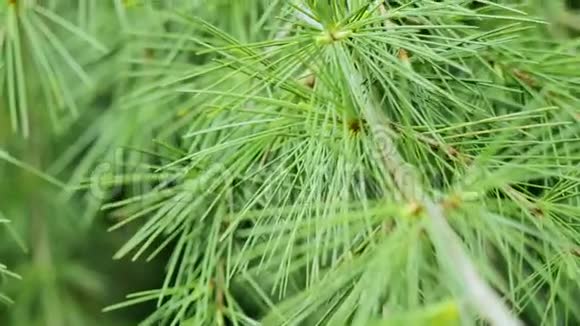 针叶树的绿针作为自然背景视频的预览图