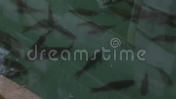 德拉雷吉亚迪卡塞塔有活鱼的池塘视频的预览图