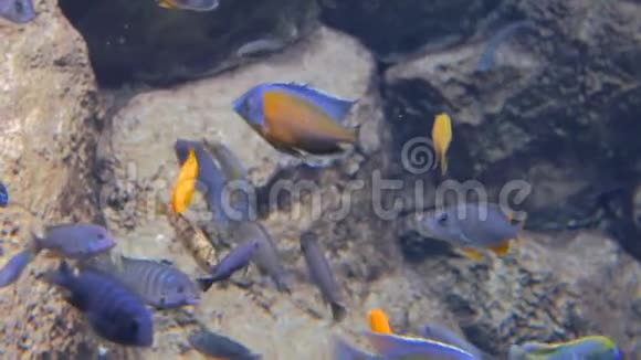 五颜六色的鱼在巨大的水族馆里游动视频的预览图