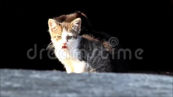 小猫坐在阳光下视频的预览图