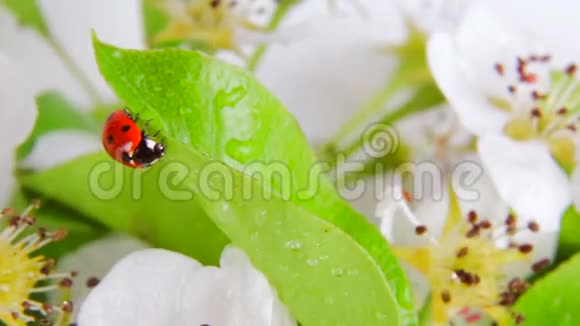 花梨上的瓢虫在白色背景上旋转视频360视频的预览图