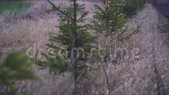 成排生长的圣诞树视频的预览图