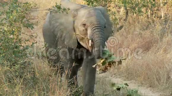 吃树叶的大象视频的预览图