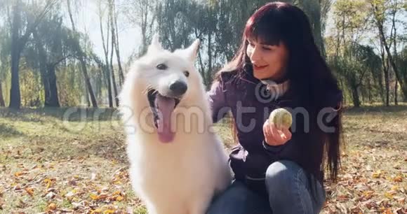 快乐的雌性兴高采烈地在秋天的公园里和狗一起玩和坐与家养动物的爱情和友谊白色视频的预览图