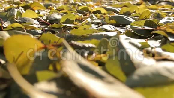 秋天的树叶点燃了灿烂的太阳躺在地上视频的预览图