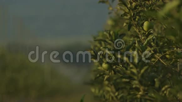 植物树枝上挂满绿苹果视频的预览图