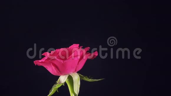 情人节玫瑰和水花慢动作视频的预览图
