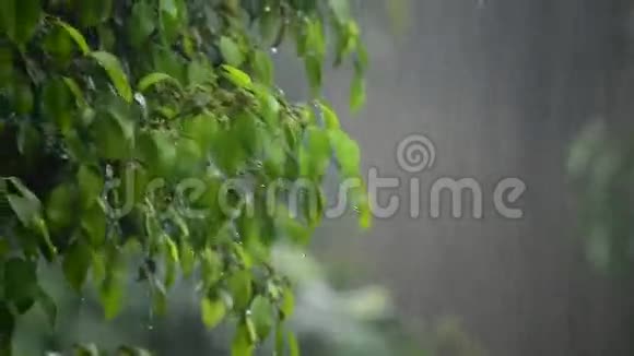 花园里下着大雨视频的预览图