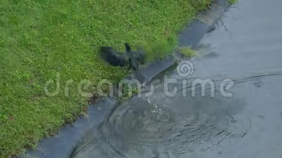 巨大的黑色从池塘里飞上岸视频的预览图