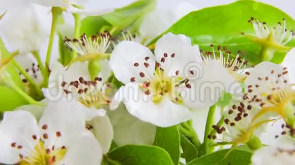 梨花在白色的背景上旋转上面覆盖着露珠视频360视频的预览图