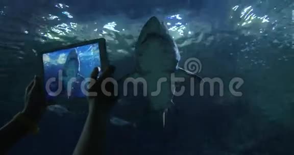 海洋馆用数字平板拍摄鲨鱼视频的预览图