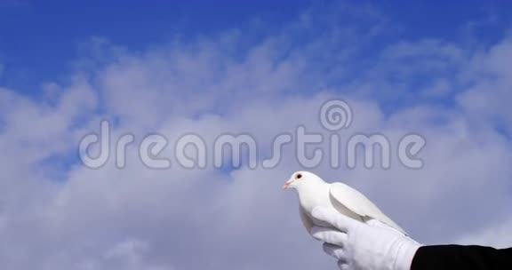 双手抱着一只飞向天空的鸽子视频的预览图