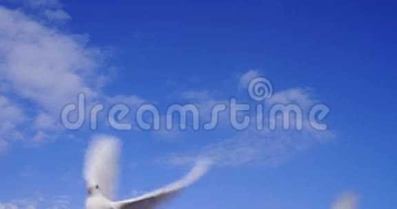 两只鸽子飞向蓝天视频的预览图
