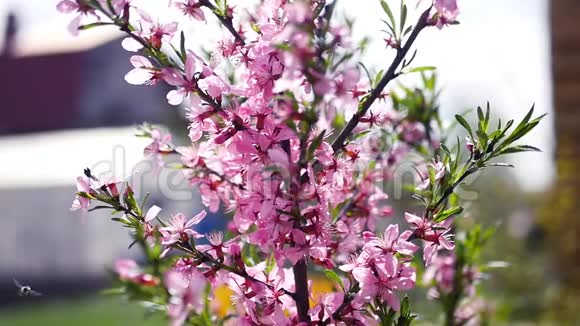 美丽的玫瑰小灌木春天有各种各样的昆虫慢动作视频的预览图