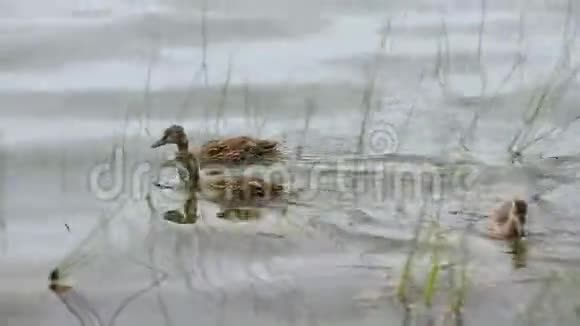 湖岸边水面上的新生小鸭子视频的预览图