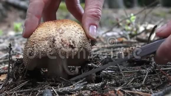 蘑菇有一顶粉红色的帽子和白点生长在森林里视频的预览图