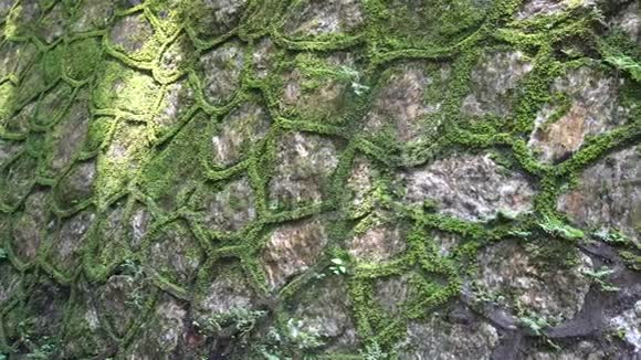 石墙覆盖着苔藓视频的预览图