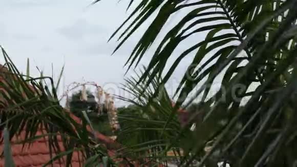 巴厘岛热带棕榈和异国情调的叶子背景印度尼西亚巴厘视频的预览图