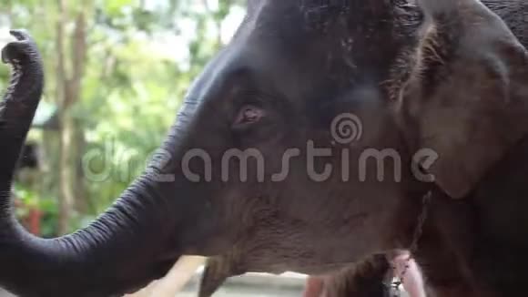 面部表情特写大象1920x1080视频的预览图