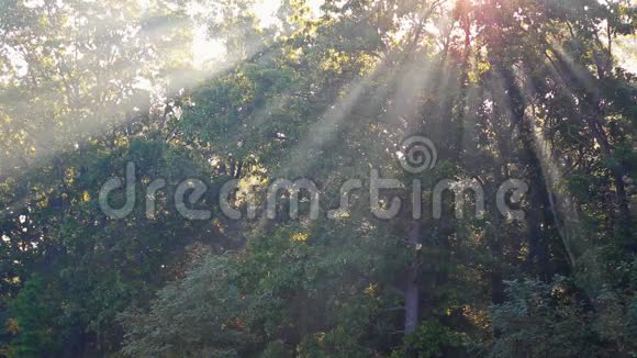 在一个雾蒙蒙的早晨秋天的森林里阳光落在小径上视频的预览图