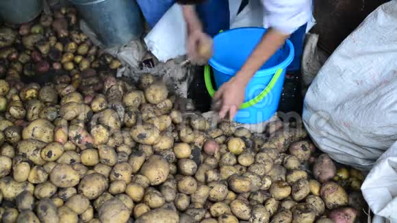 人种土豆丰收视频的预览图