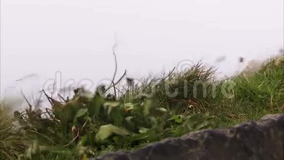 用岩石把草和树叶的特写镜头视频的预览图