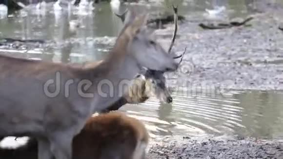 森林里的百灵鹿视频的预览图