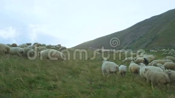 高山绿草甸白羊草视频的预览图