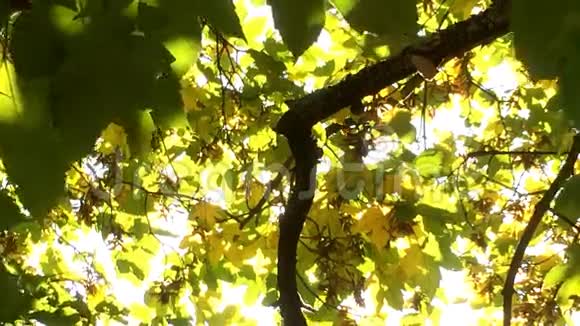 秋天的枫树视频的预览图