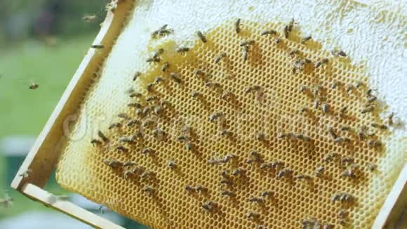 特写养蜂人用蜂蜜蜜蜂翻过蜜糖视频的预览图