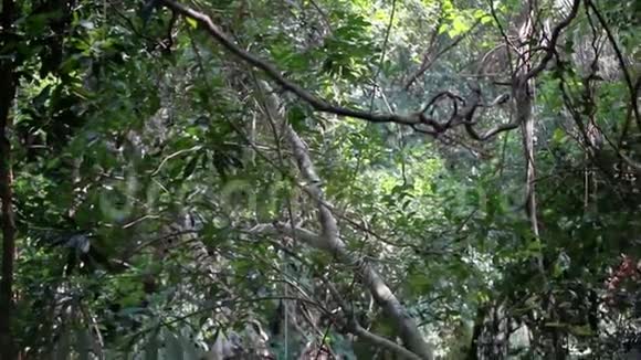 天堂丛林森林与美丽的瀑布在苏梅岛泰国翡翠池和充满异国情调的植物视频的预览图