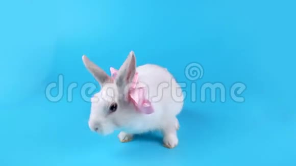 可爱的白兔带着粉红色的蝴蝶结舔着嘴唇嗅着环顾四周视频的预览图