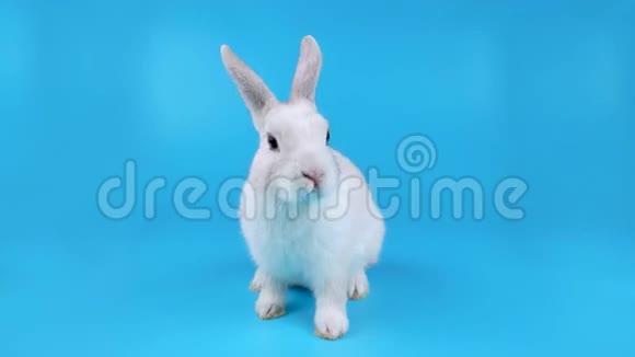 可爱的白兔舔着嘴唇露出舌头嗅着环顾四周视频的预览图