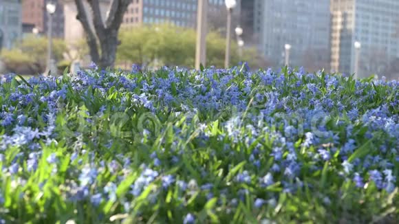 芝加哥市中心公园里有蓝花和背景模糊的汽车视频的预览图