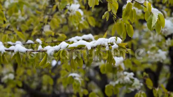 异常天气四月下旬下雪在树上绿叶和鲜花视频的预览图