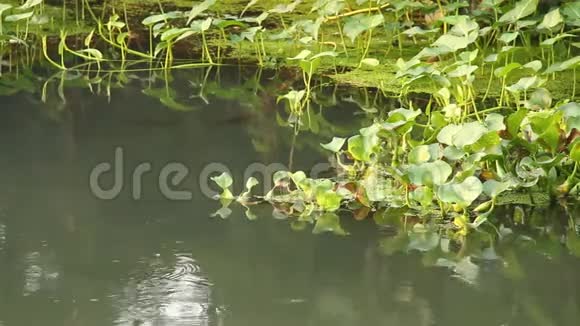 泰国江迈河上的水生植物视频的预览图