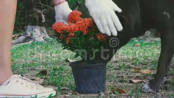 女孩把狗从花中移开视频的预览图