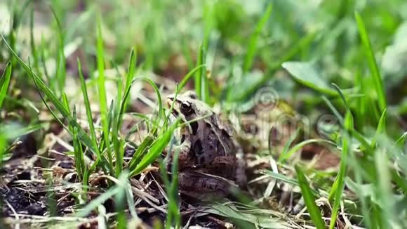 青蛙坐在草地上看着旁边特写慢速全高清1080p视频的预览图