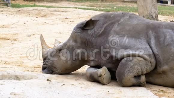 犀牛躺在KhaoKheow开放动物园的地上泰国视频的预览图
