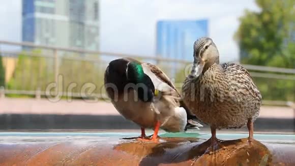 城市喷泉鸭子视频的预览图