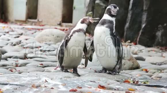 两只企鹅清理羽毛视频的预览图