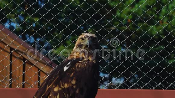草原鹰鸟静静地坐在动物园的圈舍里老鹰吃了于是他静静地坐着环顾四周视频的预览图